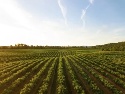 Discovering the Benefits of Pesticides in Syria