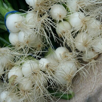 طرق صنع هرمون التجذير مجاناً بسهولة